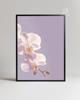 Orchid Nacre Poster Tablosu