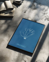 Blue Algae Poster Tablosu