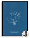 Blue Algae Poster Tablosu
