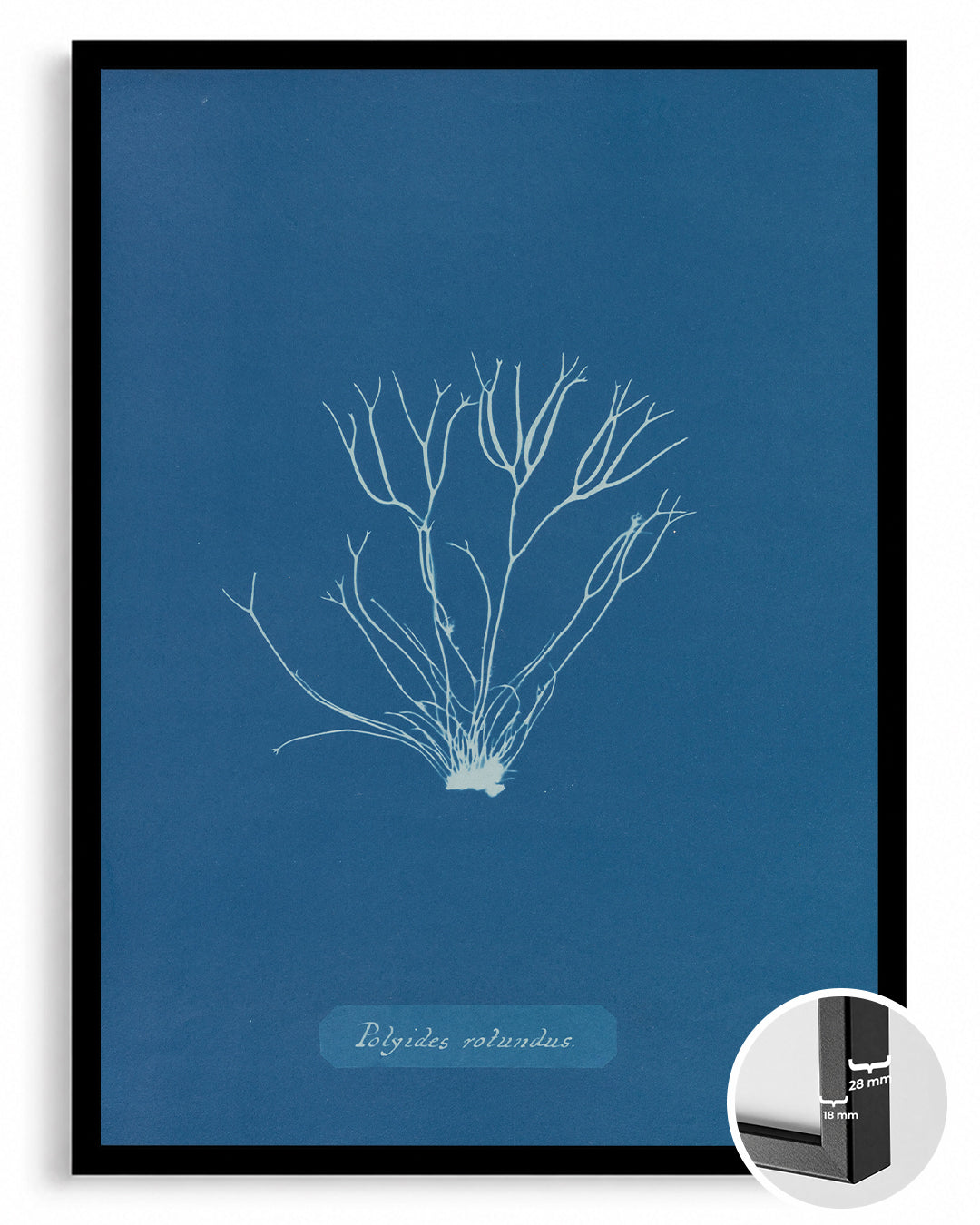 Blue Algae Poster Tablosu