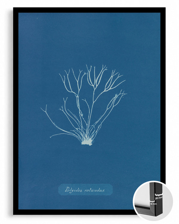 Blue Algae Poster Tablosu
