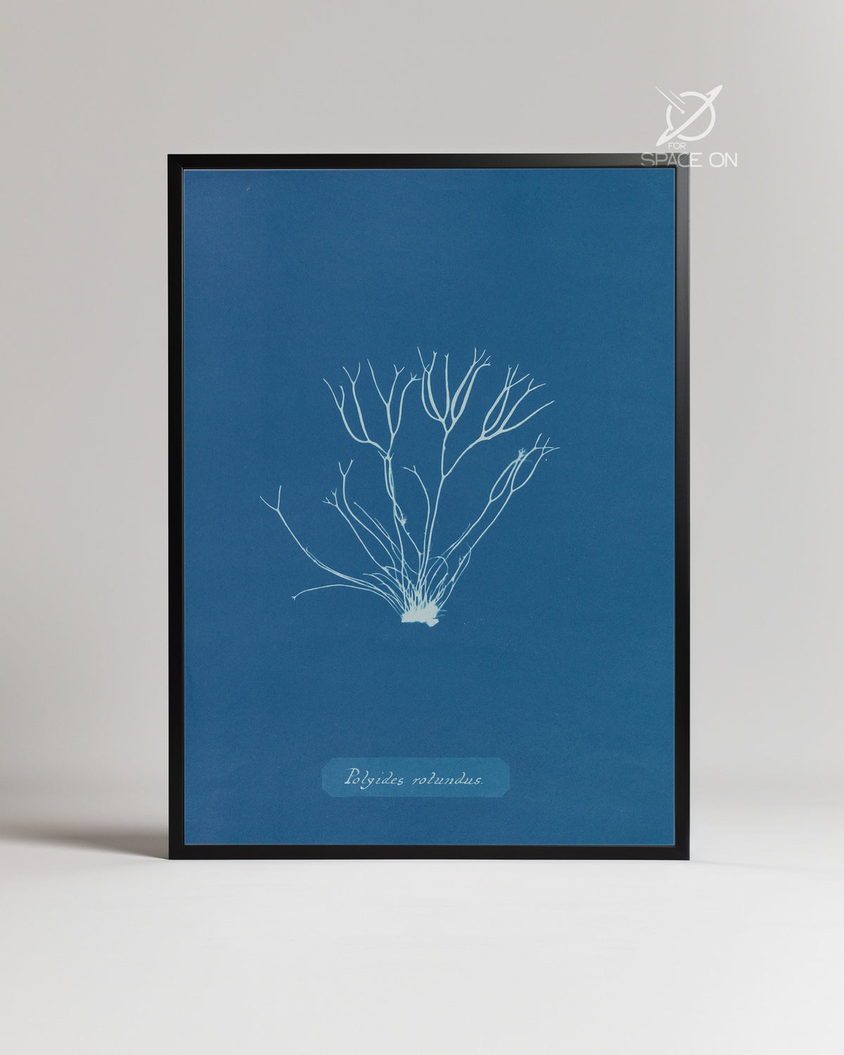 Blue Algae Poster Tablosu