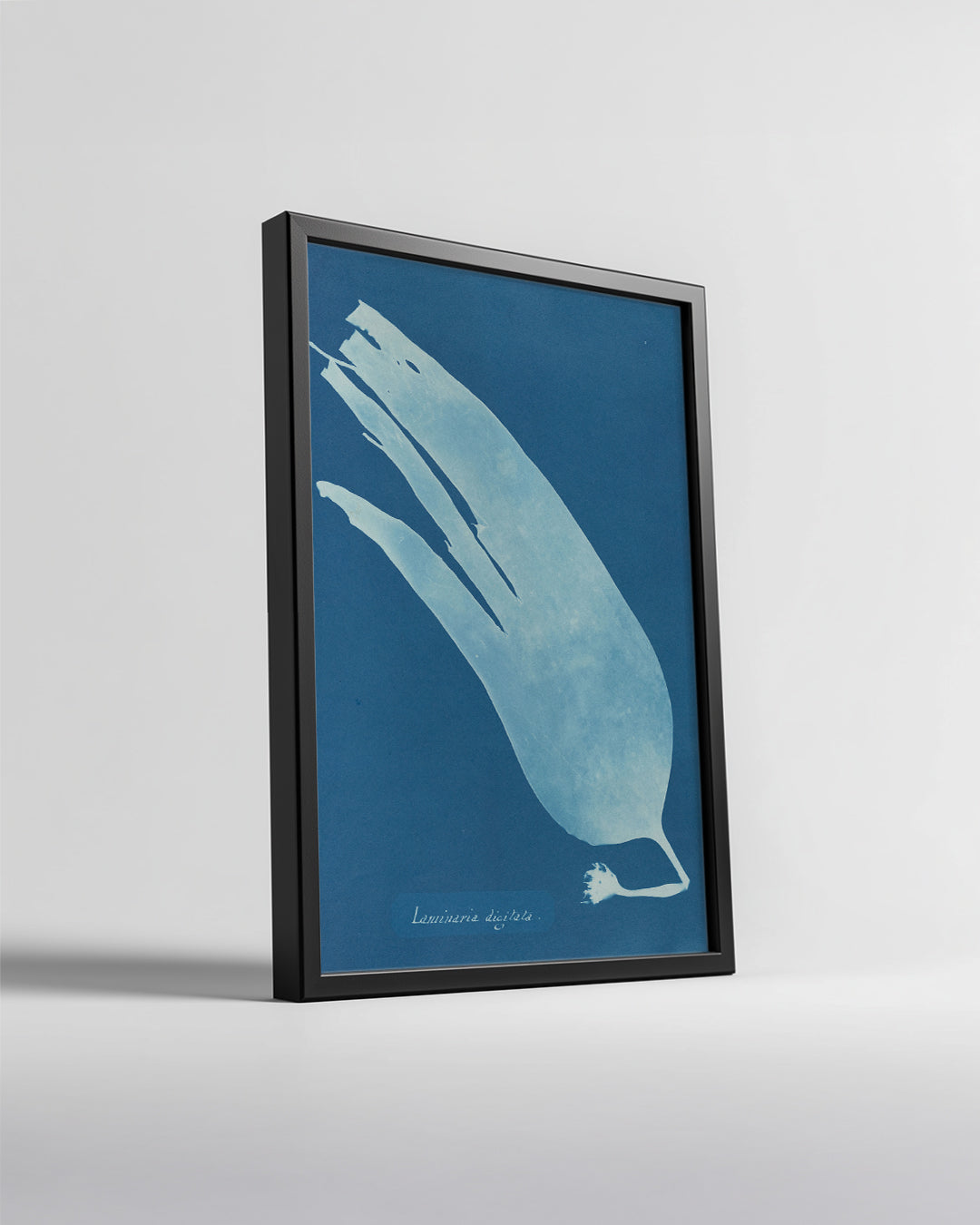 Blue Kelp Poster Tablosu