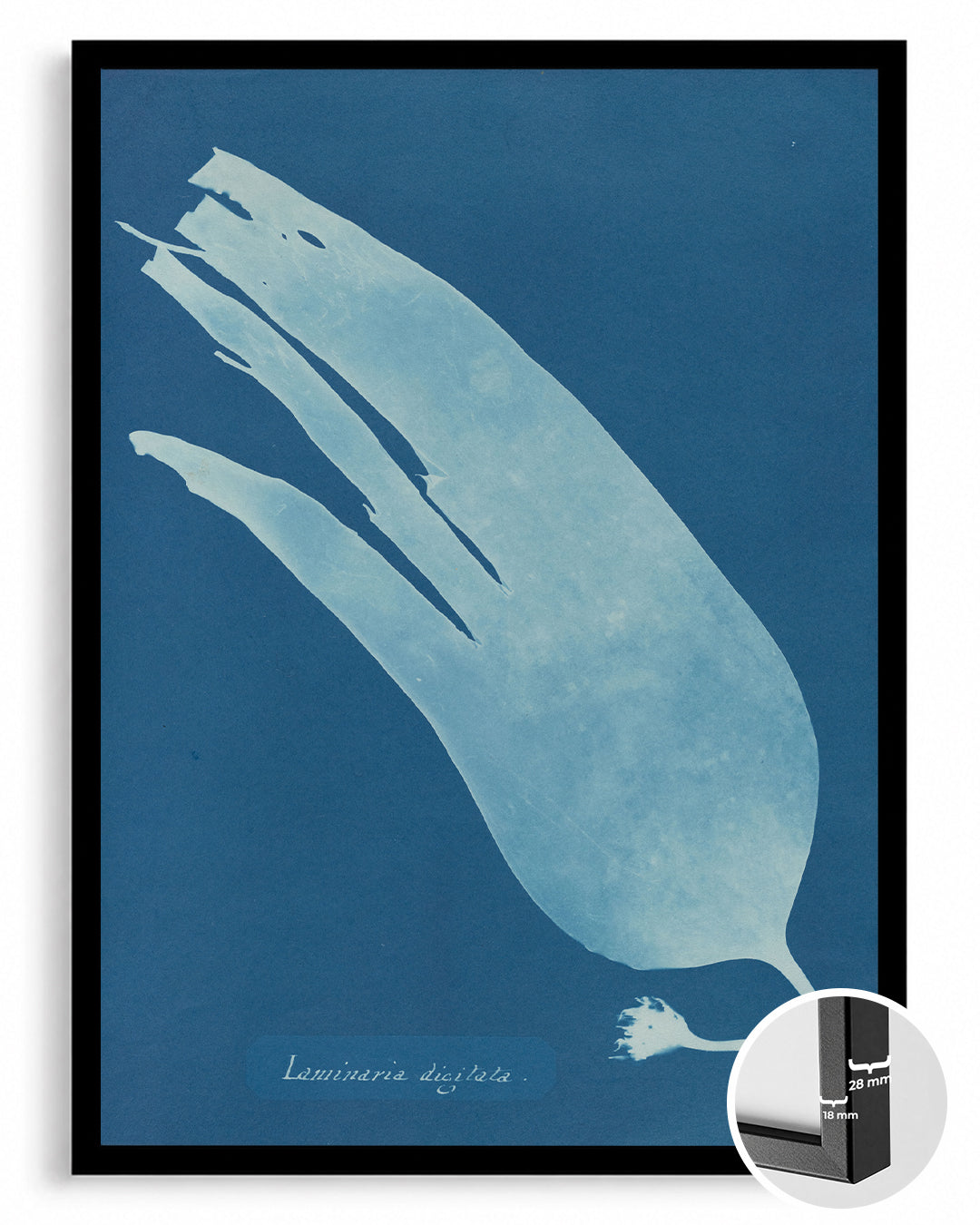 Blue Kelp Poster Tablosu