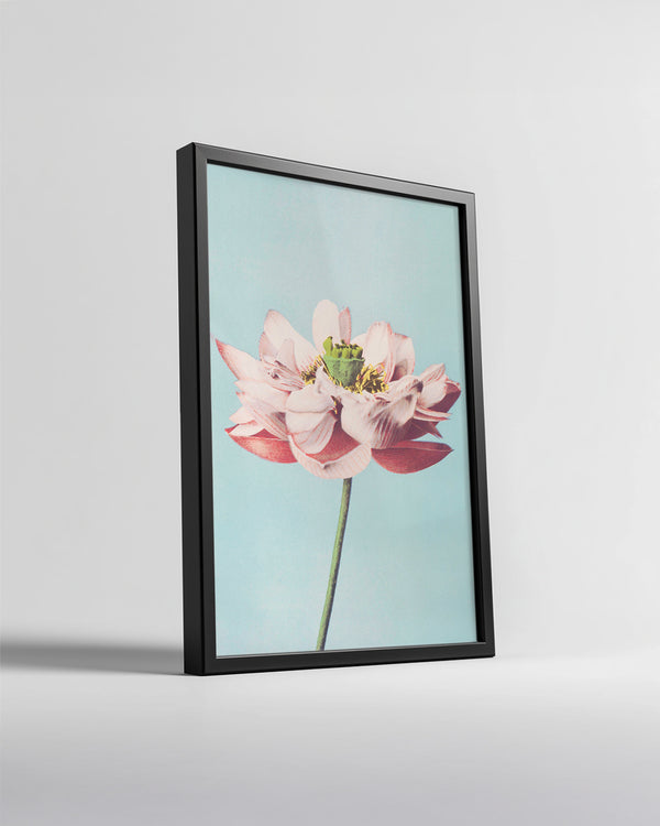 Blue Lotus Poster Tablosu