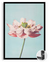 Blue Lotus Poster Tablosu