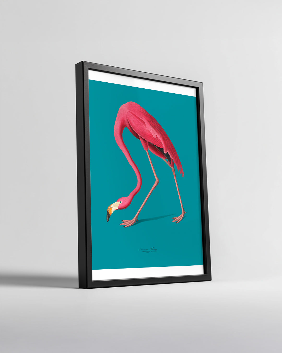 Flamenko - Pembe Tüyler Poster Tablosu