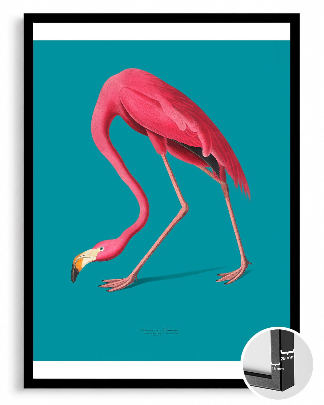 Flamenko - Pembe Tüyler Poster Tablosu