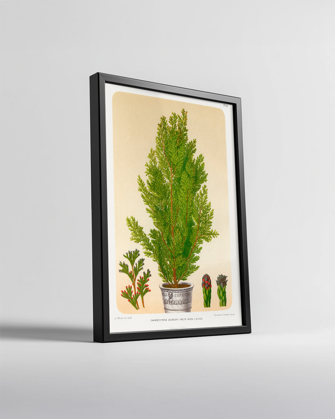 Jolly Saint Nicholas Poster Tablosu