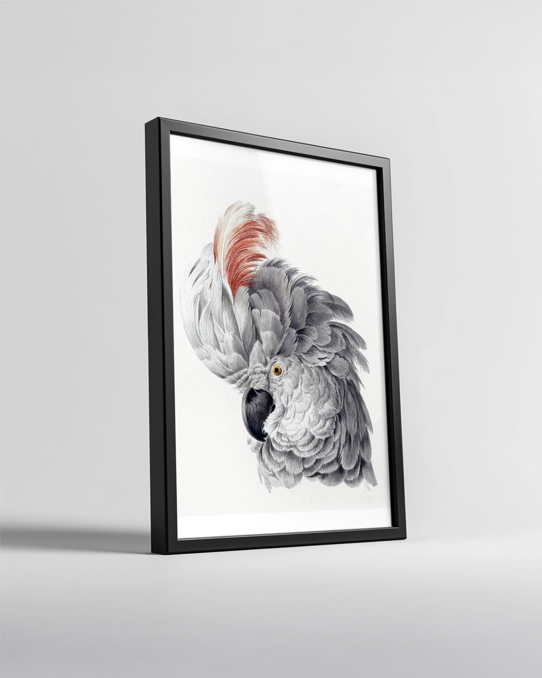 Papağan - Gri Tüy Yapısı Poster Tablosu
