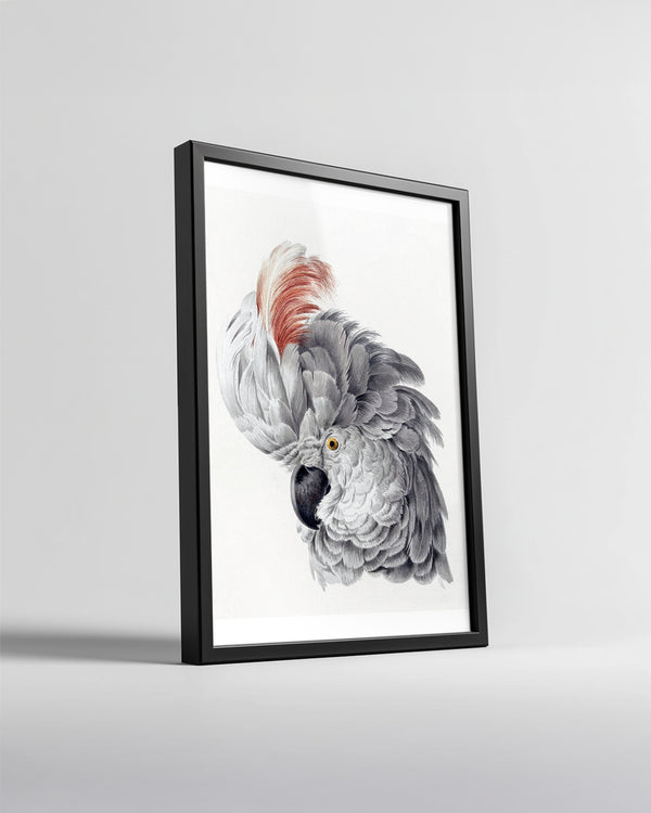Papağan - Gri Tüy Yapısı Poster Tablosu