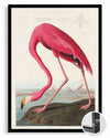 Pink Neck Poster Tablosu