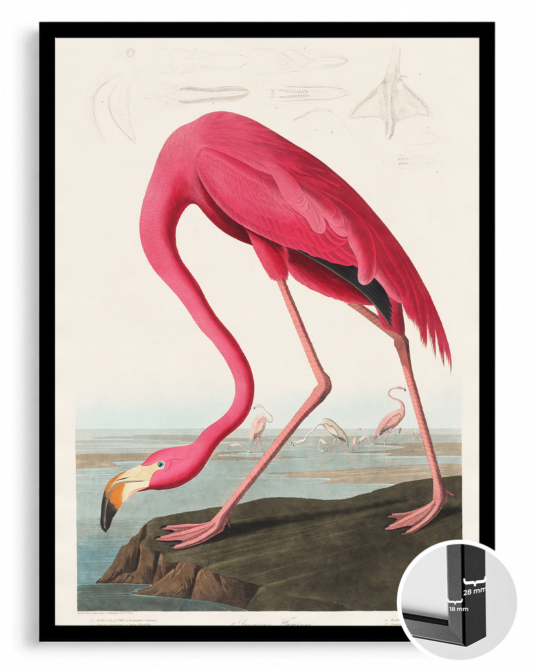Pink Neck Poster Tablosu