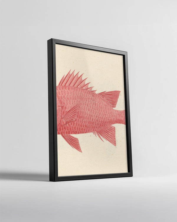 Red Fish Poster Tablosu