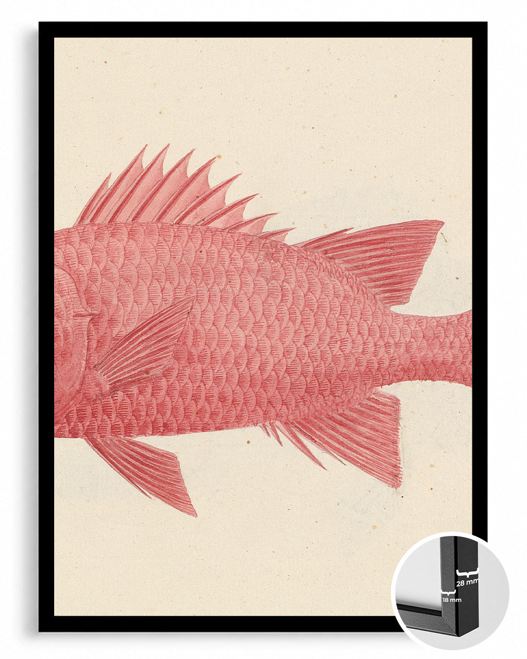 Red Fish Poster Tablosu