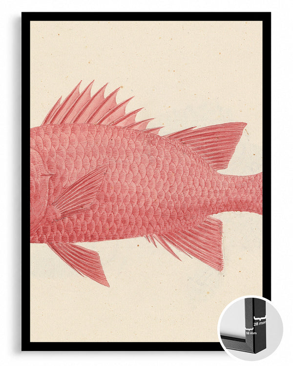 Red Fish Poster Tablosu